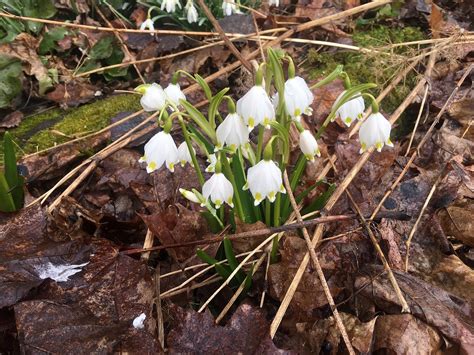 Image result for Spring Clock PNG