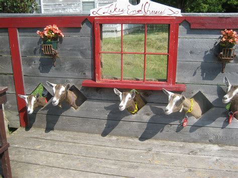 Pin by Kathy Moyer on Goats | Goat barn, Goat playground, Goat shelter