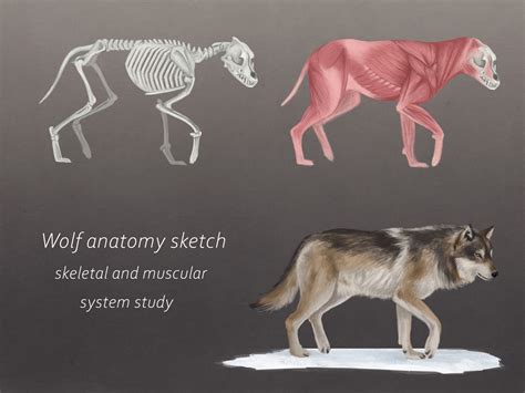 Wolf Muscle Anatomy