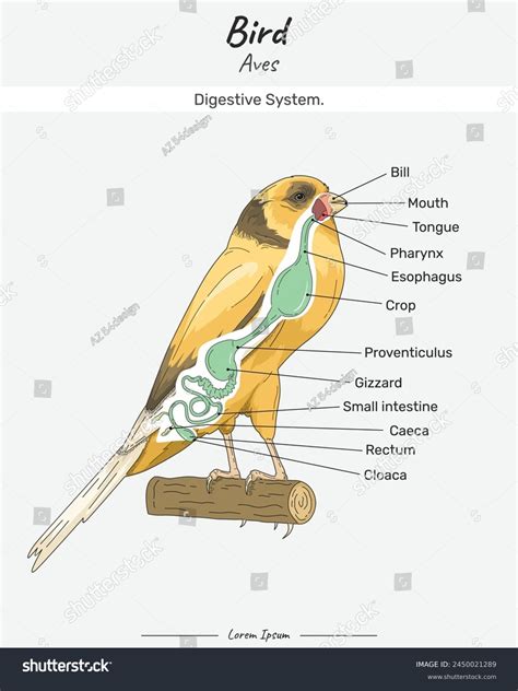 Bird Anatomy Digestive System Diagram Showing Stock Vector (Royalty ...