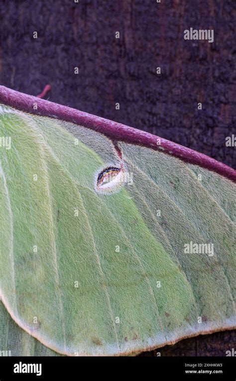 Image result for Moth Wing Patterns