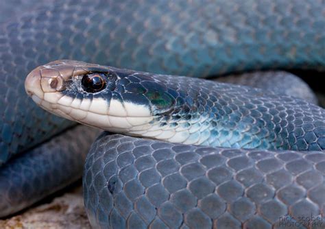 Blue Racer Schlangenbiss