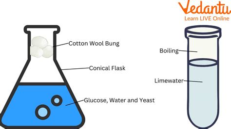 Yeast Fermentation