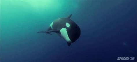 你听过52赫兹鲸的故事么 世界上最孤独的鲸鱼_动物之最_GIFQQ奇闻娱乐网