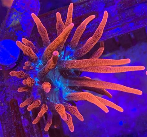 California - Coral Collection Inferno Anemone / Black Widow Anemone ...