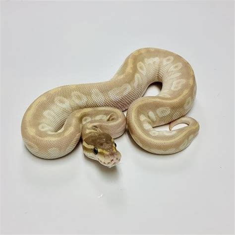Image result for Crystal Ball Python