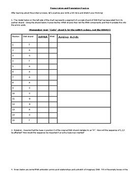 Image result for Protein Synthesis Practice