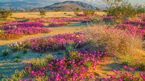 Spring wildflowers in Anza-Borrego Desert State Park, California, USA ...