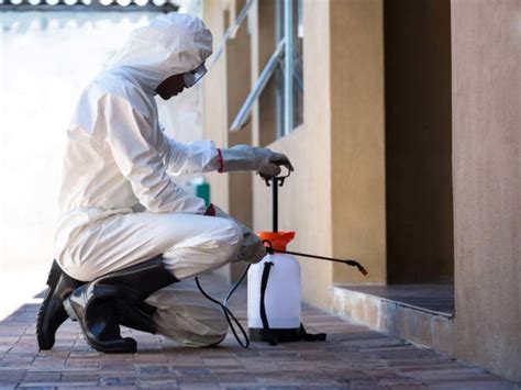 O que é e pra que serve o serviço de dedetização? - Desentupidora ...