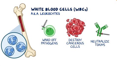 Video: Complete blood count (CBC) - White blood cells (WBC) and ...