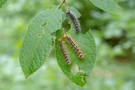 Image result for Gypsy Moth