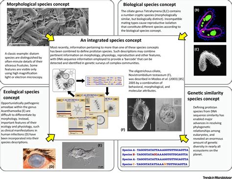 Morphological Species Concept Example Of