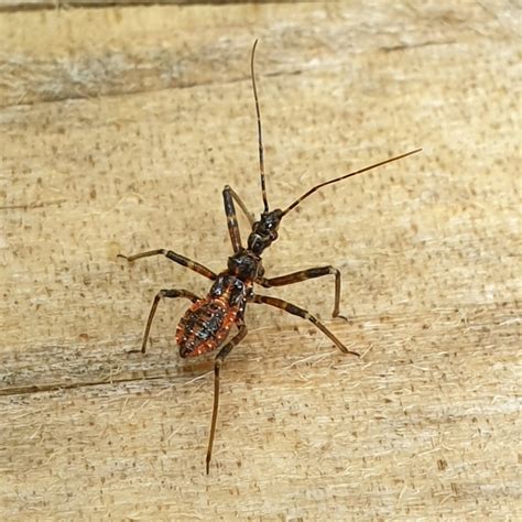 Orange Assassin Bug from The Patch VIC 3792, Australia on April 22 ...