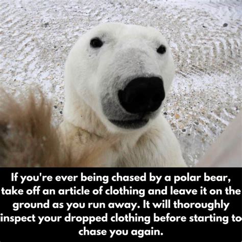 Funny Polar Bears Meme