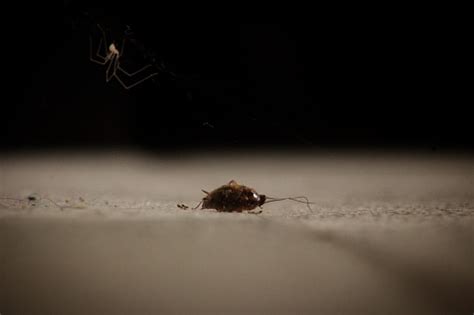 Image result for Gecko vs Cockroach