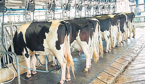 NDDB inks MoU with EESL to offer energy efficient solutions to dairy ...