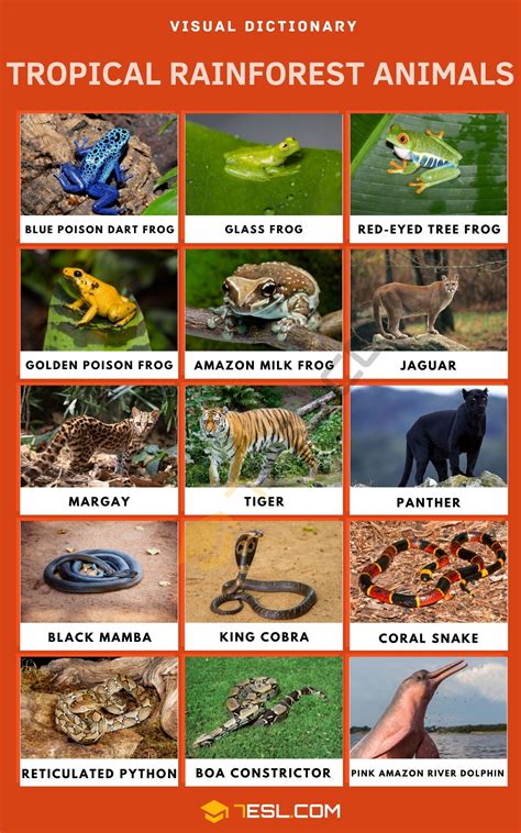 Tropical Rainforest Animals List in English • 7ESL