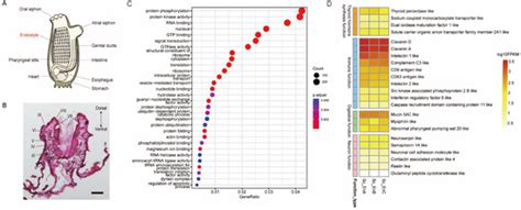 Transcriptional Analysis of the Endostyle Reveals Pharyngeal Organ ...