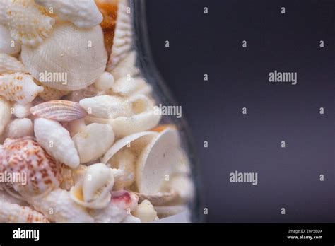 Image result for Small Shells