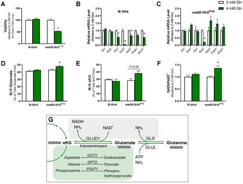 Increased Ammonium Toxicity in Response to Exogenous Glutamine in ...