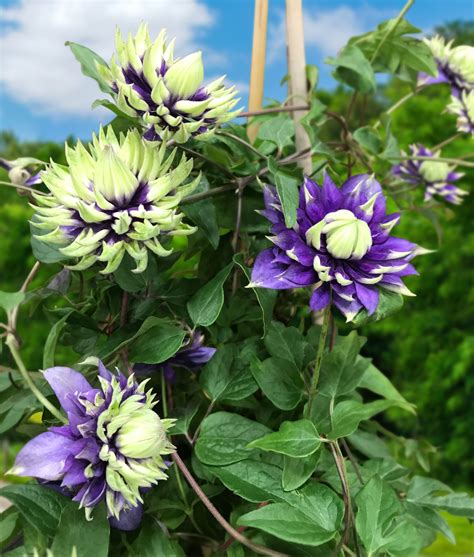 Clematis 'Taiga' PP For Sale | Clematis plants, Flowering vines, Clematis