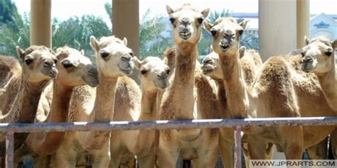 Royal Camel Farm In Bahrain - Photos And Videos Of This Camel Farm.