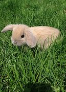 Image result for Baby Holland Lop Bunnies Black and White with Hart Nose