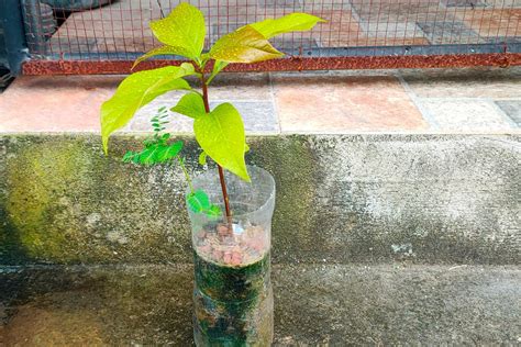 How to Grow Avocado Indoors - Growing Avocados as A House Plant - Gardening Latest