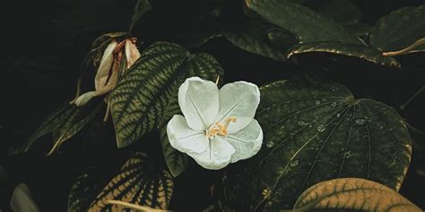 Python CloseFile 的图像结果