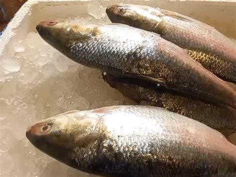 padma hilsa floods kolkata markets before puja truckloads enter ...