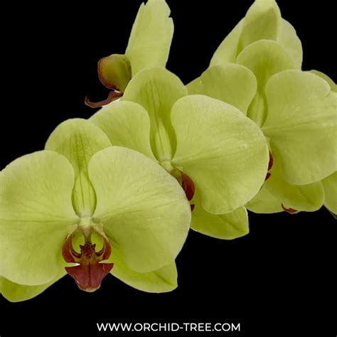 New Arrivals! – Orchid-Tree