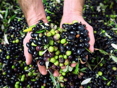 Image result for Italian Cook Using Flour