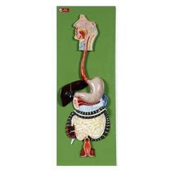 Anatomical Models - Liver, Pancreas And Duodenum Model Exporter from Ambala