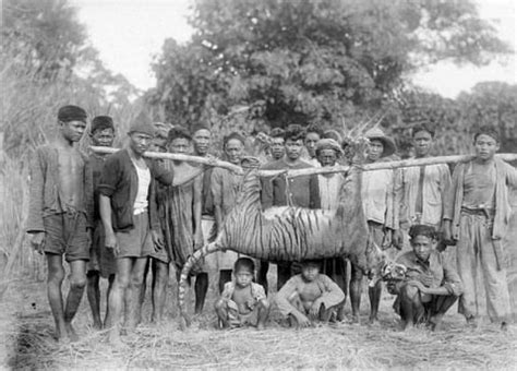 Is the tiger still ‘rajah’ of Java’s jungles? New study raises hopes