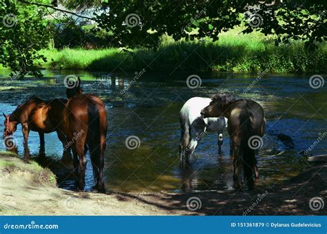 Four Horses Drinking River Water Stock Image - Image of river, drinking: 151361879
