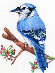 tutorial how to draw a bird in the distance