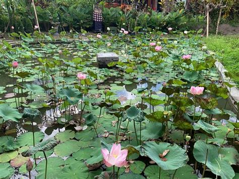 UBUD HEAVEN SAYAN (Bali, Indonesia) - Lodge Reviews, Photos, Rate ...