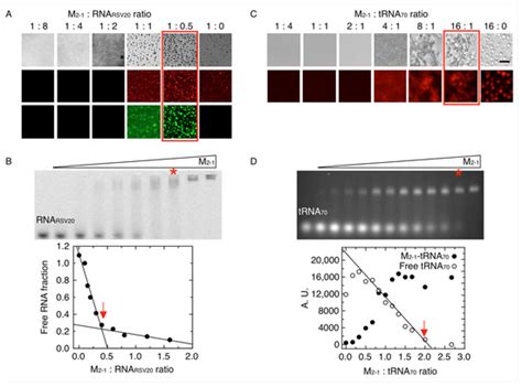 Assembly of the Tripartite and RNA Condensates of the Respiratory ...
