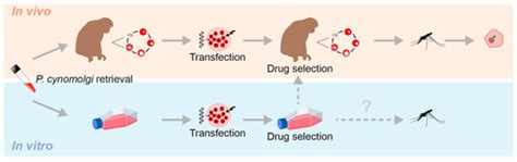 Pathogens | Special Issue : Mechanisms Contributing to Persistence in ...