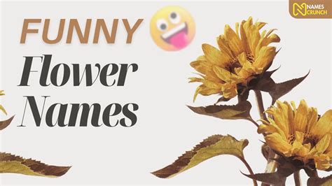 370+ Funny Flower Names [Clever Ideas] - Names Crunch