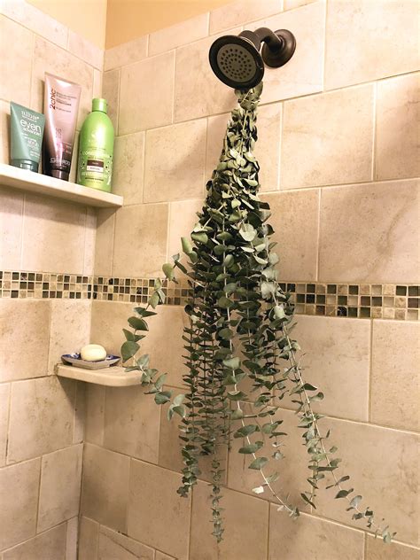 Eucalyptus Plant In Shower - Plant Ideas