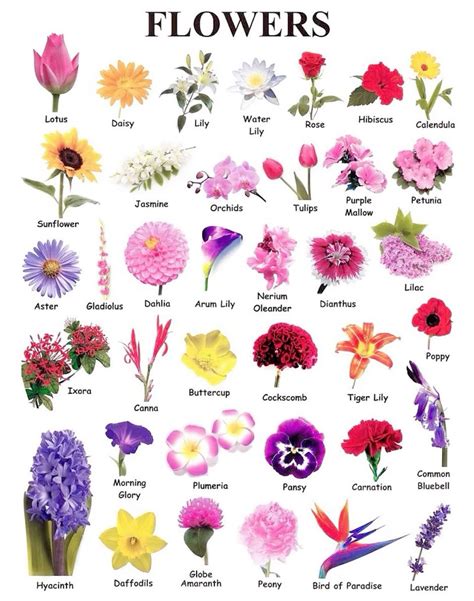 36 Flowers name ideas in 2025 | types of flowers, flower guide, flower ...