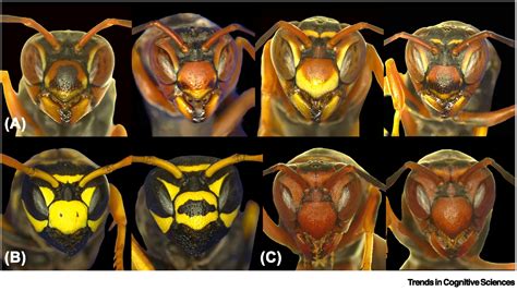 Individual face recognition in wasps: Trends in Cognitive Sciences