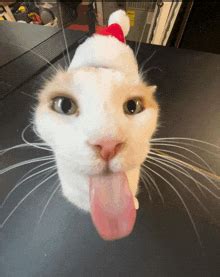 Image result for Cat Coding at Computer