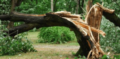 Meet on danger posing trees held at Mormugao