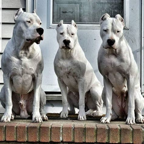 Cao Bruto On Instagram Dogo Argentino Dogoargentino Thedogopower Dogo ...