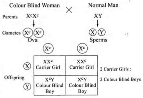 If a colour blind women married normal man the chance that their girl ...