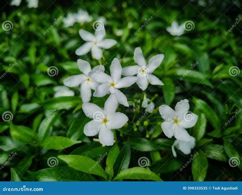 Tabernaemontana Divaricata Crape Jasmine, Stock Image | CartoonDealer.com #185702467