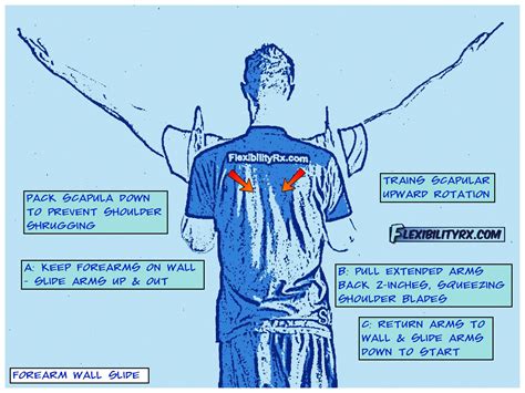 Shoulder Mobility Exercises: Scapular Wall Slides | FlexibilityRx ...