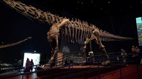 匹诺考古恐龙挖掘立体恐龙考古挖掘恐龙化石礼盒版恐龙霸王龙考古-阿里巴巴